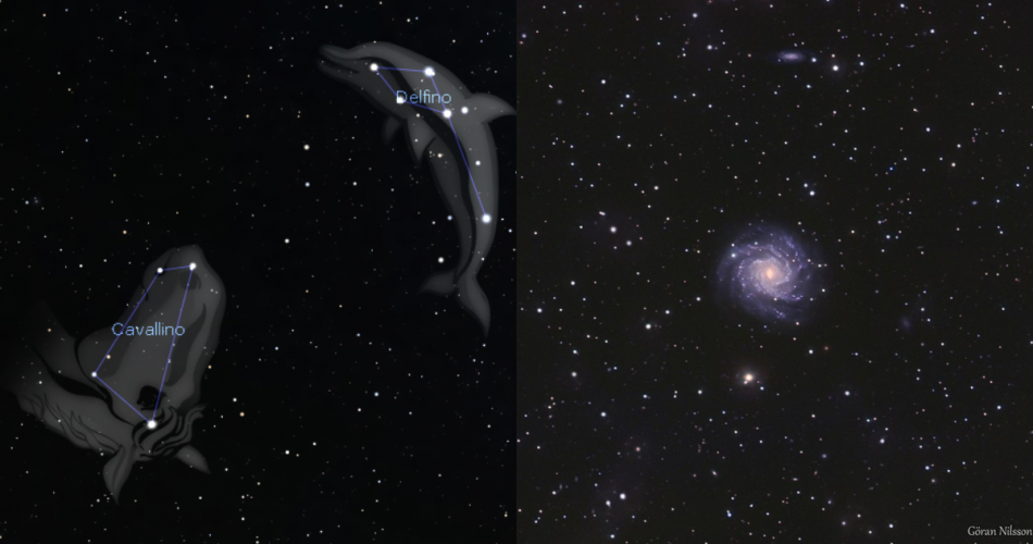 Cavallino NGC7015