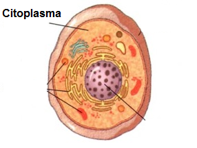 Citoplasma