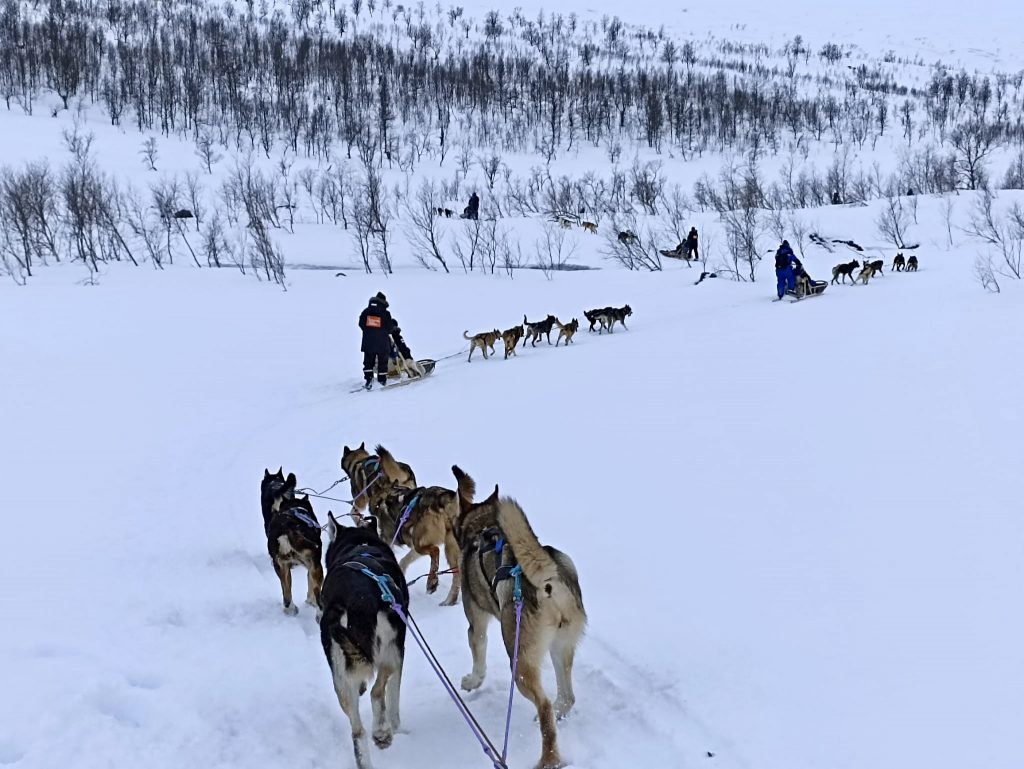 viaggio in norvegia slitta