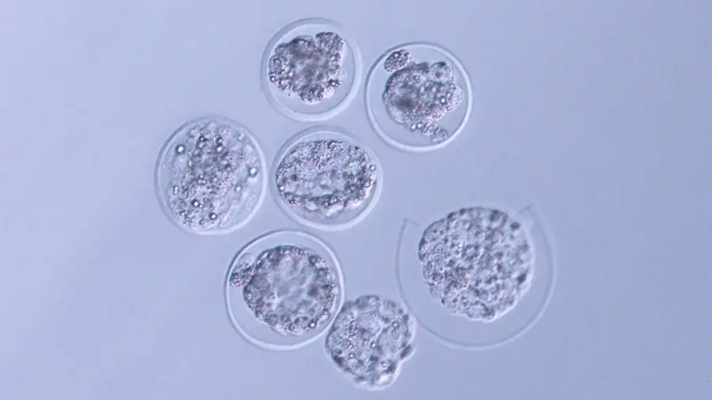 Un'immagine al microscopio di embrioni di topo dopo il ritorno dalla Stazione Spaziale Internazionale