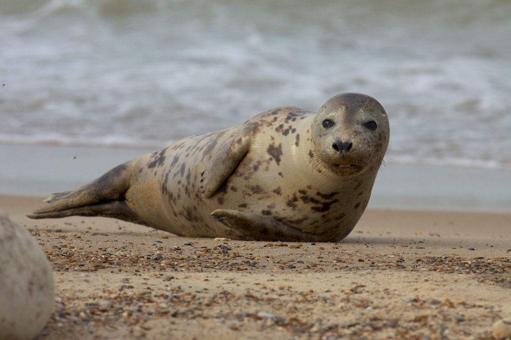 Animali foca grigia