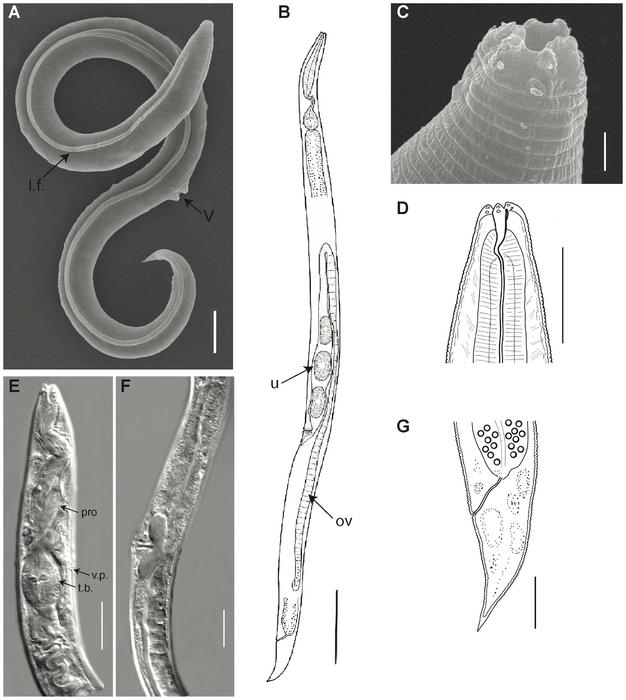 Nematodos