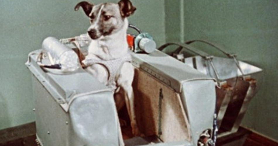 Laika: 66 anni fa il lancio del primo animale nello spazio. Ecco la triste storia | Passione Astronomia  --- (Fonte immagine: https://www.passioneastronomia.it/wp-content/uploads/2023/11/BeFunky-collage-2023-11-03T091829.512-950x500.png)