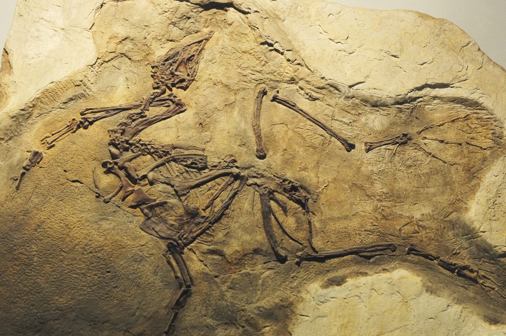 Dinosauri Terra