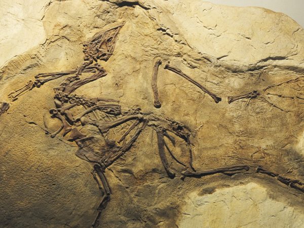 Dinosauri Terra