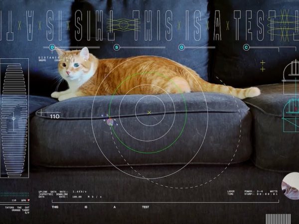 Gatto NASA