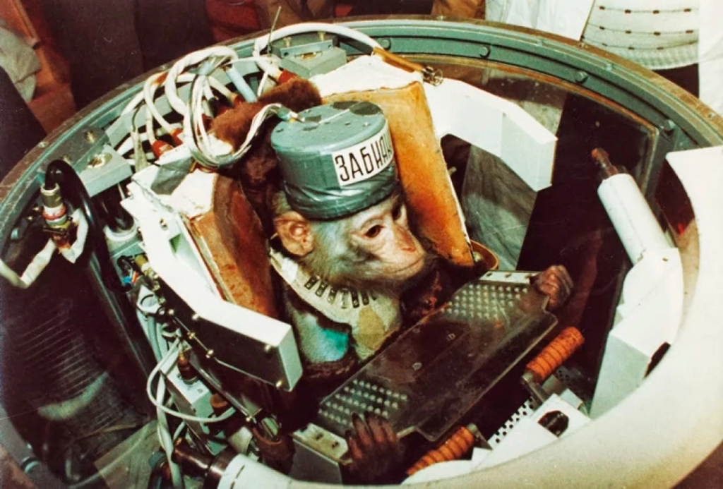 Il macaco Zabnyaka nell'abitacolo della Bion-9 (Kosmos-2044) nel 1989