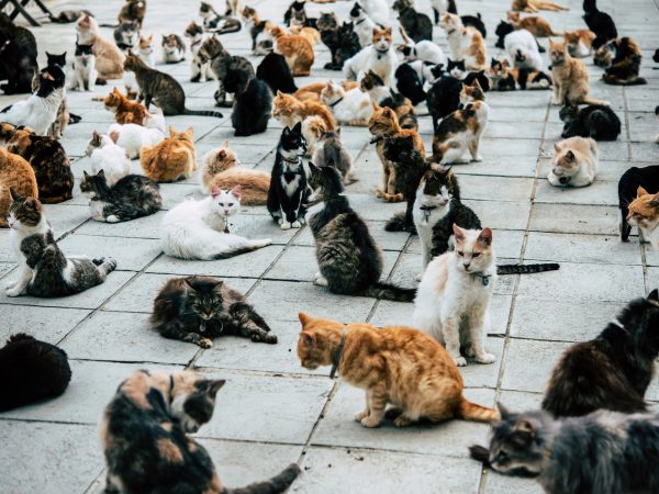 gatti isola