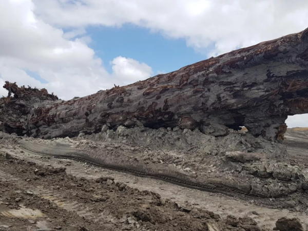 Inversione dei poli Terra albero