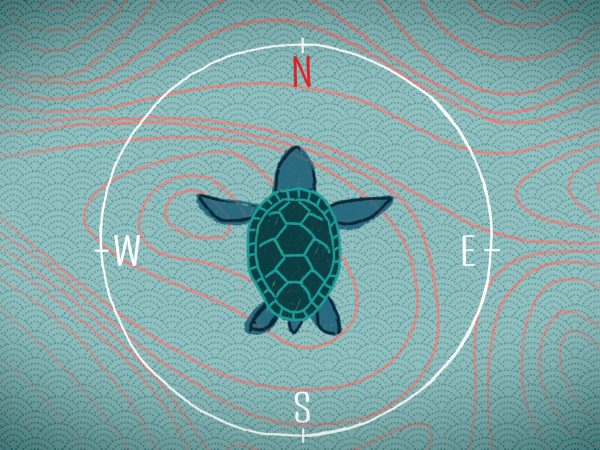 GPS tartaruga campo magnetico