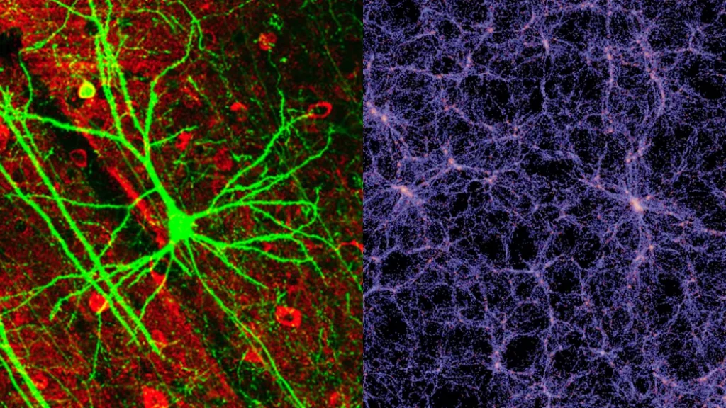 Universo cervello umano