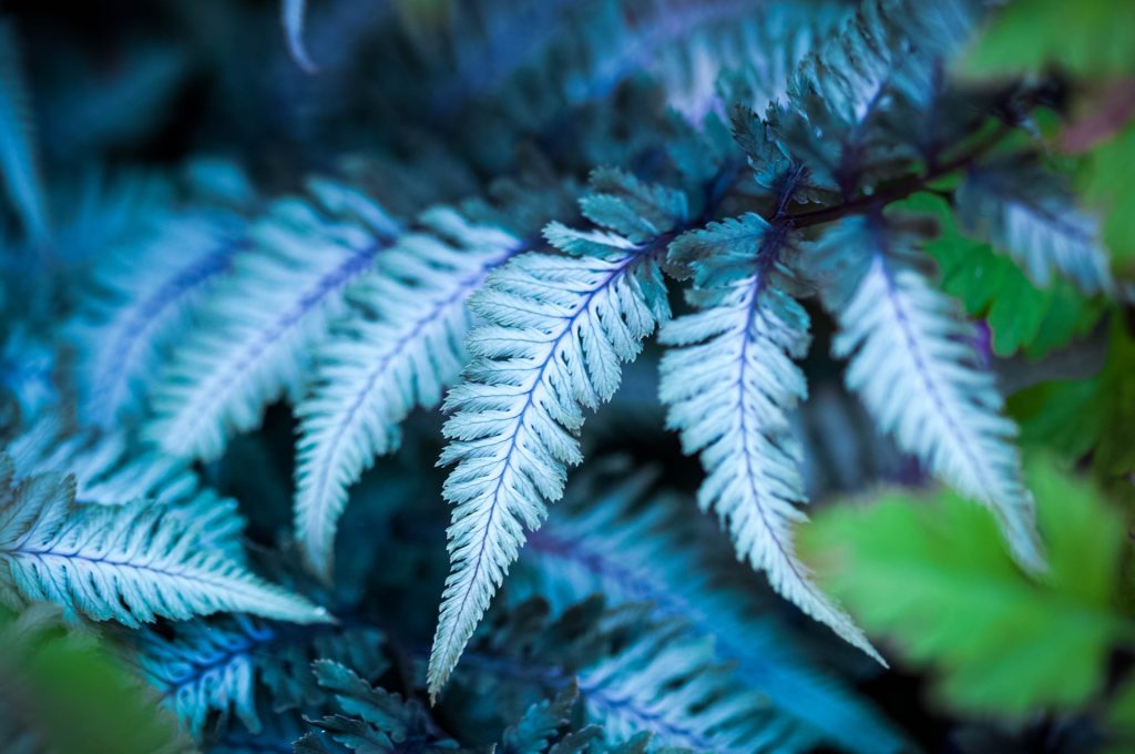 piante