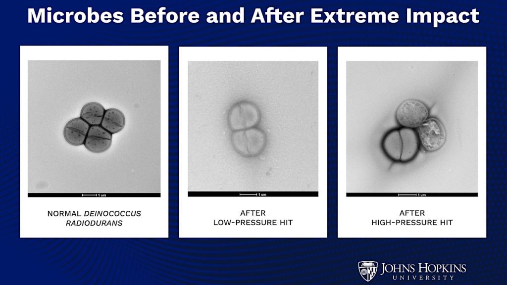 Il batterio più resistente dell'universo: sopravvive anche all'impatto di un asteroide