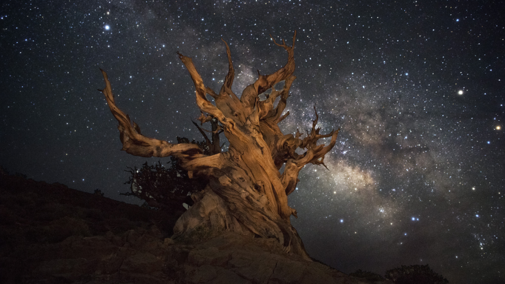 Pino Bristlecone, albero