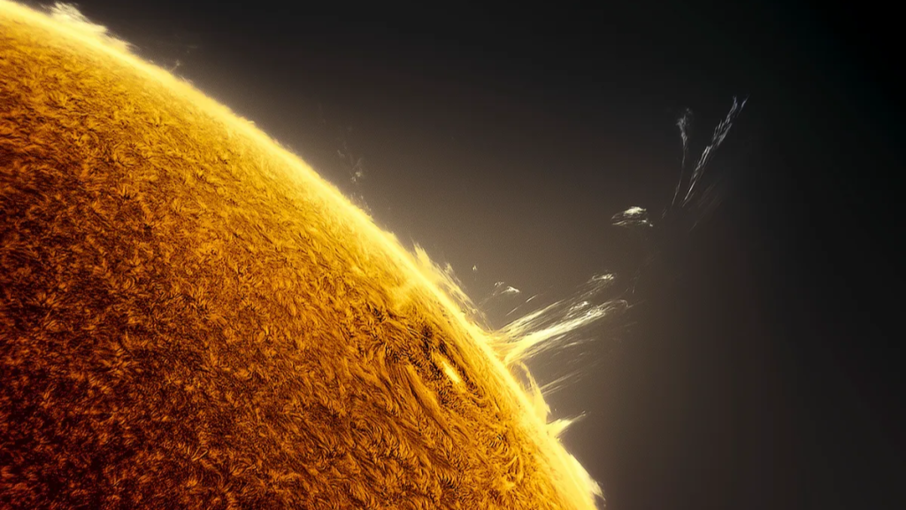Sole