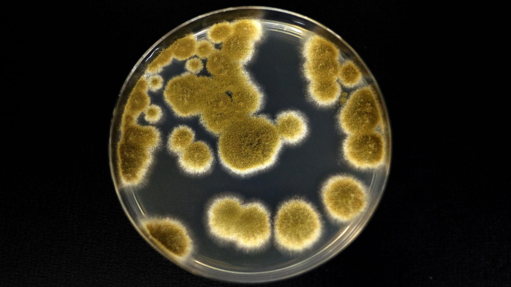Funghi Marte