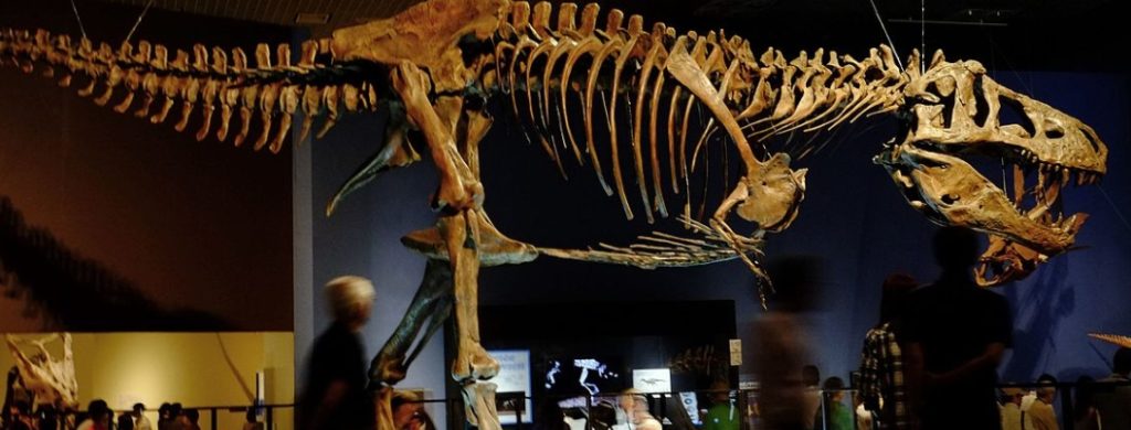 Tirannosauro Rex