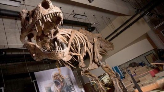 tirannosauro scotty