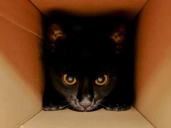 Gatto di Schrödinger