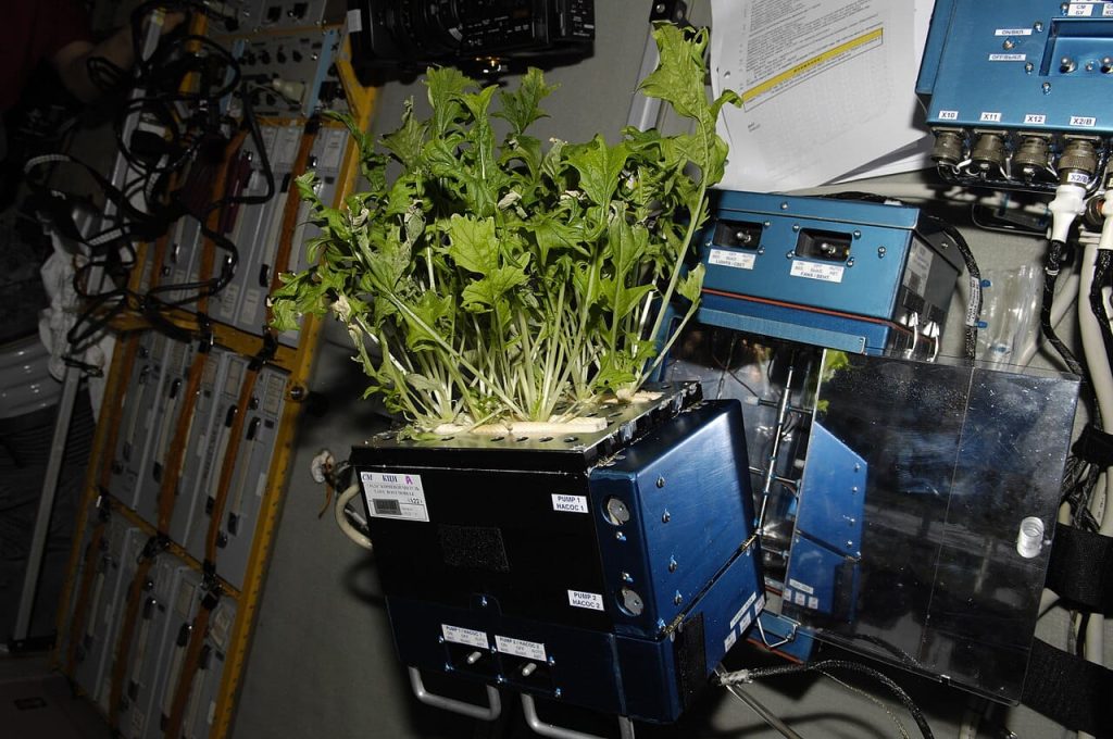 coltivazioni su iss, nasa