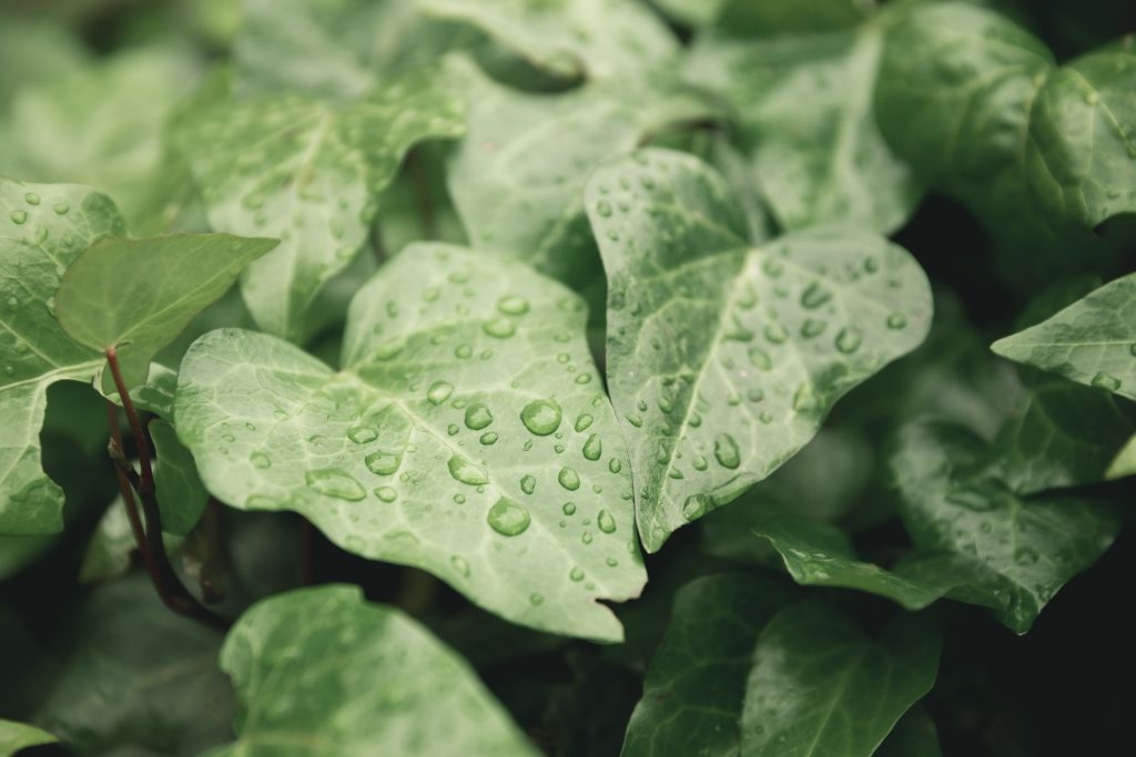 piante (crediti: pixabay)